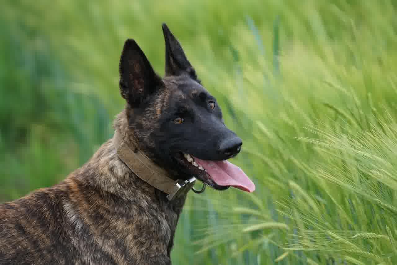 기아 세단의 매력 탐구: K3부터 K9까지의 특징 비교