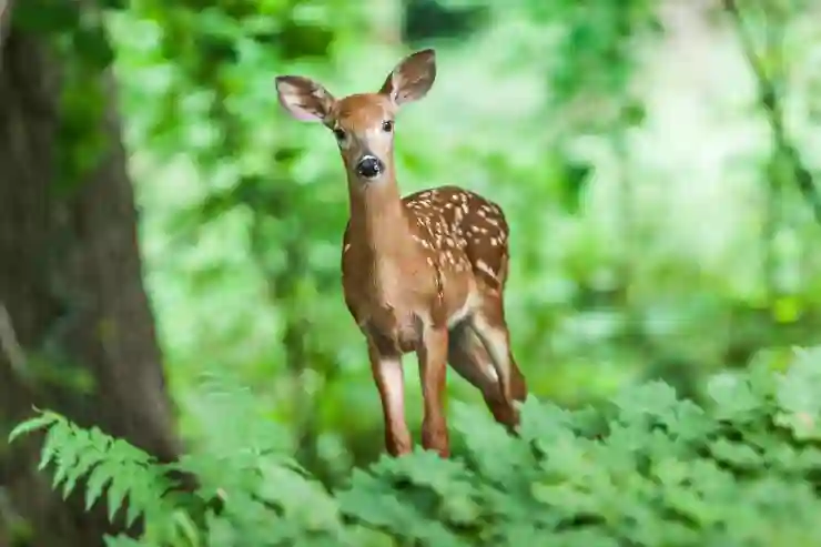 FTC 적용 예외의 숨겨진 진실 알아보기