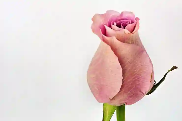 외국인등록사실증명서 완벽 가이드: 행정사, 공인중개사, 법원경매 활용법 알아보기