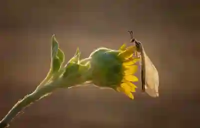 갤럭시 버즈3 FE 가격 알아보자