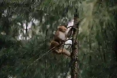 볼보 S60과 V60 크로스컨트리의 차이점 알아보기