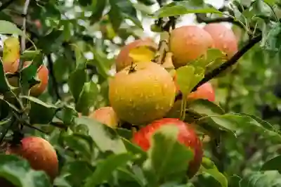 iOS18의 출시일과 지원 모델, 실망스러운 변화 알아보자