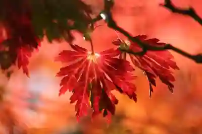 아이폰15 색상 살펴보기: 본적 없는 매력적인 선택지들