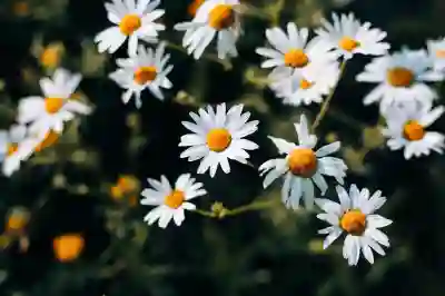 카카오톡 백업 및 복구 주의사항 살펴보기